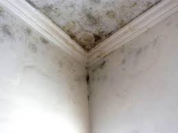 Best Mold Documentation for Insurance Claims  in USA